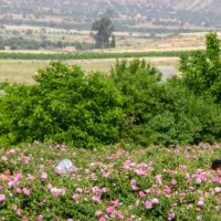 باغ فروشی