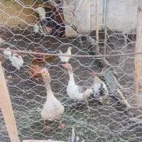 غاز محلی با چهار جوجه بیست روزه