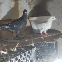 چندجفت کفترعاس