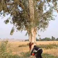 هرس و برش انواع درخت