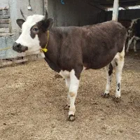 تلیسه گاو قربانی چاق پرگوشت نزاییده گوساله