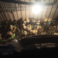 جوجه بلدرچین