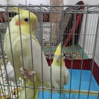 عروس هلندی مولد لوتینو