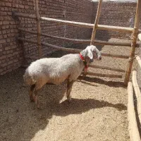 قوچ‌سبز