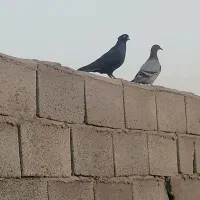 6تا بازیکن