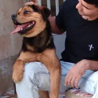 سگ روتوایلر