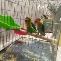 طوطی کوتوله