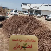 نهال انگور مخصوص داربست با ضمانت