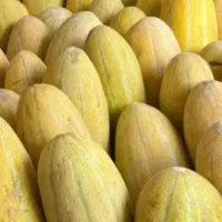 خربزه روباری اصل تربت ۸۰۰ کیلو