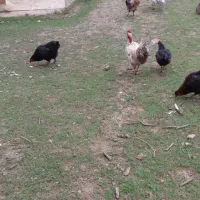 خروس گردن لختی محلی