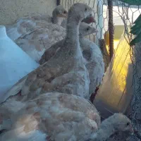 بوقلمون دوماهه بوربرن