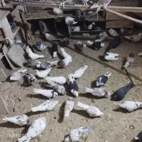 کبوتر کاشان