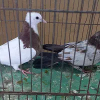 پرنده