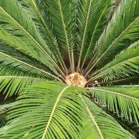 گل سیکاس|گل و گیاه طبیعی|ساری, |دیوار