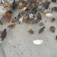جوجه 45روره