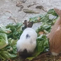 حیوان|موش و خرگوش|مریوان, |دیوار