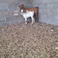 بز بچه دار