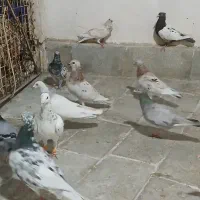 کفتر جفتگاه هوایی کفتر بوم سرور