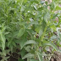 پونه