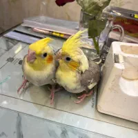 عروس هلندی