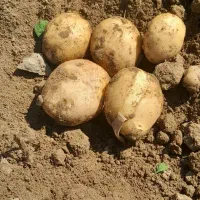 یک تن سیب زمینی درشت