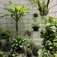 حراج گل و گیاه به علت جابه جایی
