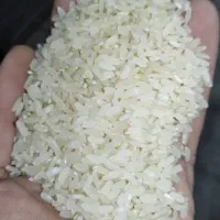 برنج کامفیروزی