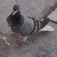 دمگیر خرقه ناجلد
