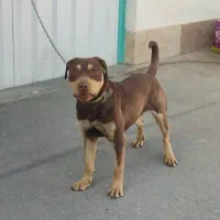 سگ میکس روت وایلر و پیت بول ماده