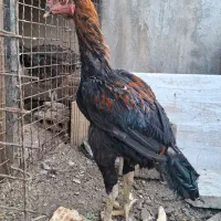 خروس لاری