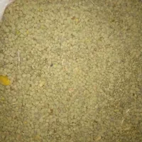 عدس تازه به شرط