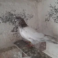 کبوتر بالادان چخما