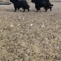 نربز کوردی