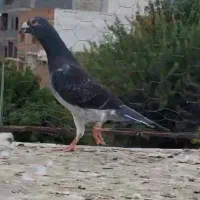 ناجلد