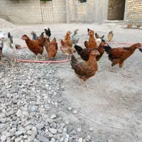 جوجه محلی سه ماهه