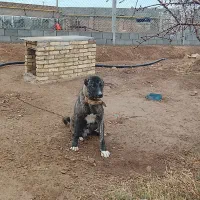 توله 5 ماهه افغان