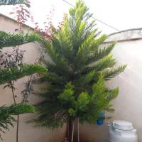 درخت کاج تزئینی برای ویلا وزیبائی محیط