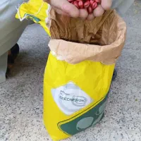 باقلا ، باقله فیتو اسپانیایی