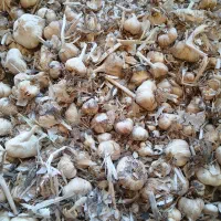 خریدار سیر
