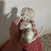سیر درجه یک