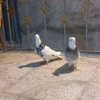 کبوتر