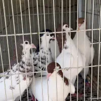کفتر  رنگی  خال زرد  چپ سرخ  چادری کاکل