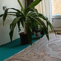 فروش گل وگلدان همه یکجا