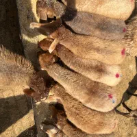 میش داشتی