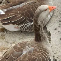 دو جفت غاز محلی تخم گزار