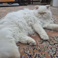 واگذاری گربه
