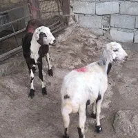 بره پلنگی