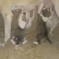 ۴ توله ۲ نر ۲ ماده