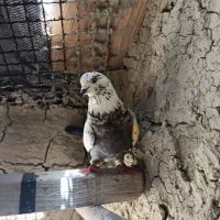 کفتر|پرنده|قشم, |دیوار