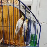 دو عدد عروس هلندی به همراه قفس